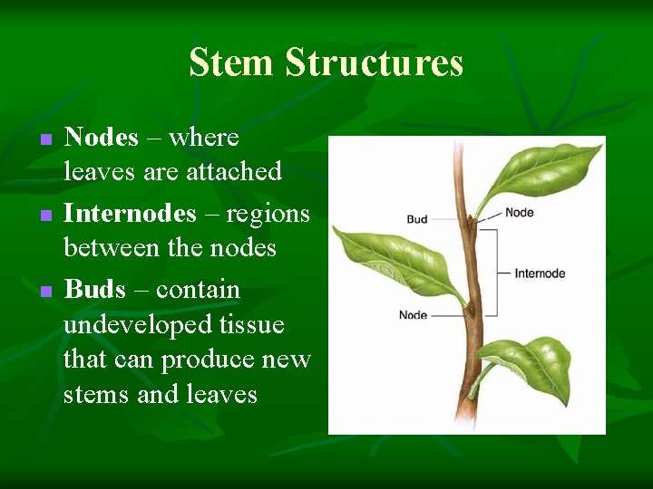 Stem Structures n n n Nodes – where leaves are attached Internodes – regions