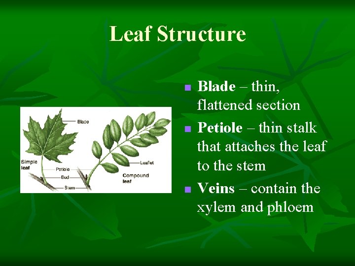 Leaf Structure n n n Blade – thin, flattened section Petiole – thin stalk