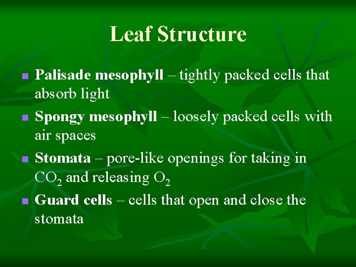 Leaf Structure n n Palisade mesophyll – tightly packed cells that absorb light Spongy