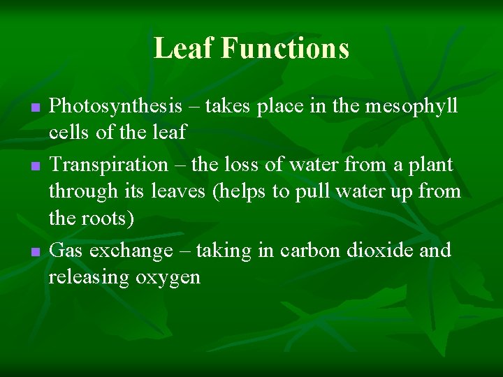 Leaf Functions n n n Photosynthesis – takes place in the mesophyll cells of