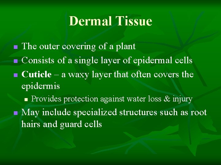 Dermal Tissue n n n The outer covering of a plant Consists of a