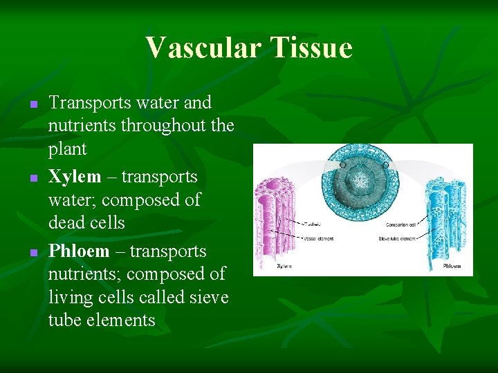 Vascular Tissue n n n Transports water and nutrients throughout the plant Xylem –