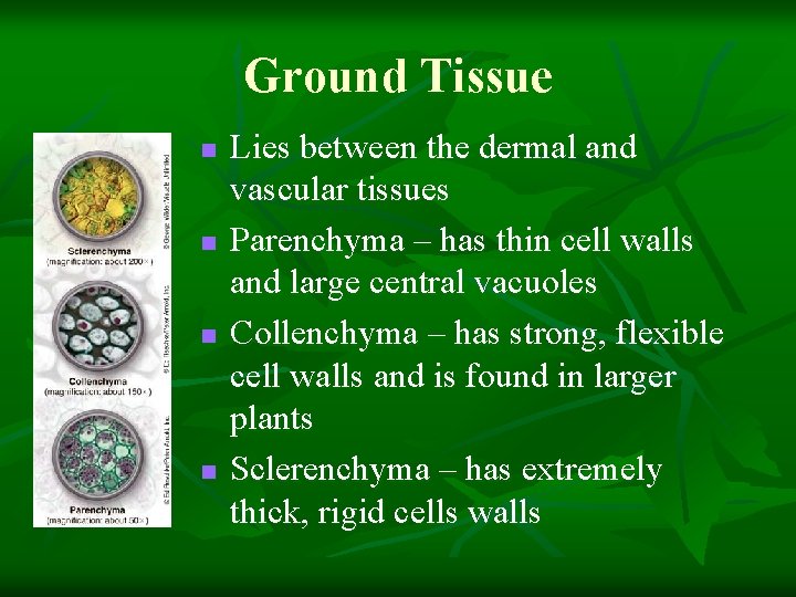 Ground Tissue n n Lies between the dermal and vascular tissues Parenchyma – has