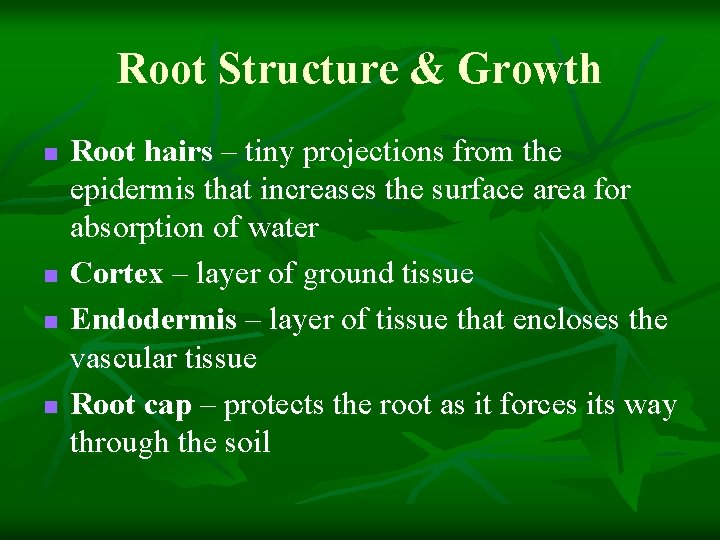 Root Structure & Growth n n Root hairs – tiny projections from the epidermis