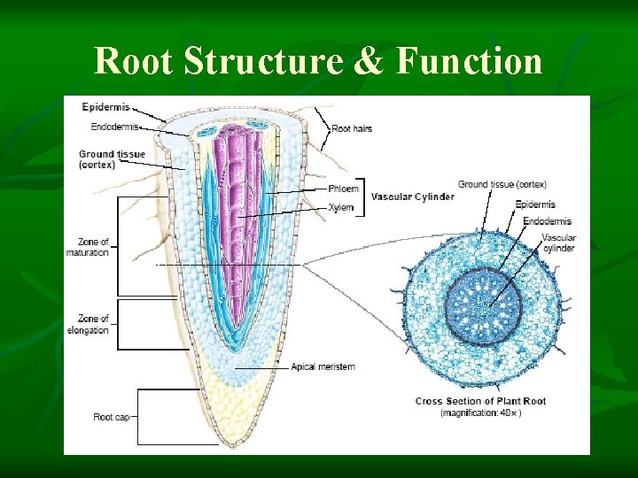 Root Structure & Function 