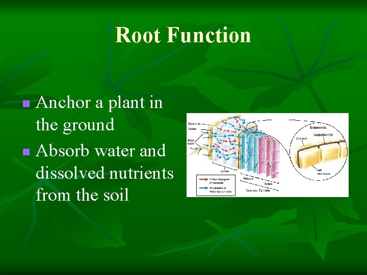 Root Function Anchor a plant in the ground n Absorb water and dissolved nutrients