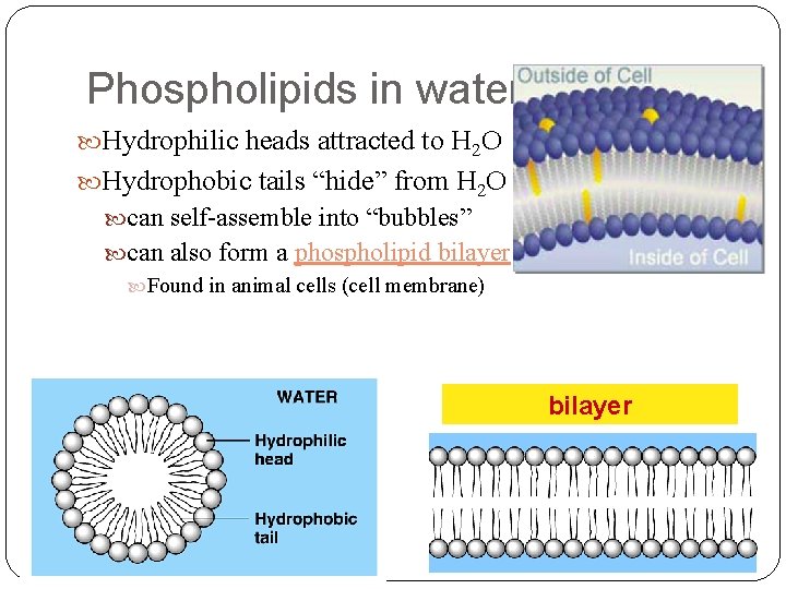 Phospholipids in water Hydrophilic heads attracted to H 2 O Hydrophobic tails “hide” from