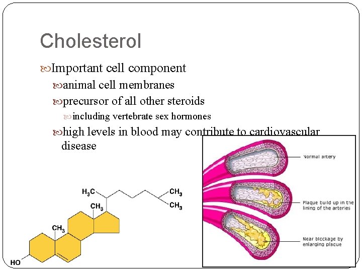 Cholesterol Important cell component animal cell membranes precursor of all other steroids including vertebrate