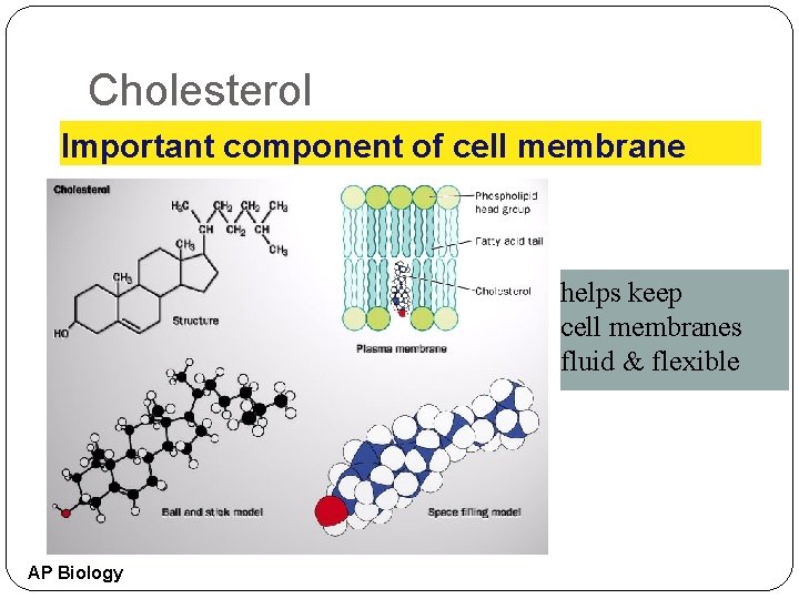 Cholesterol Important component of cell membrane helps keep cell membranes fluid & flexible AP