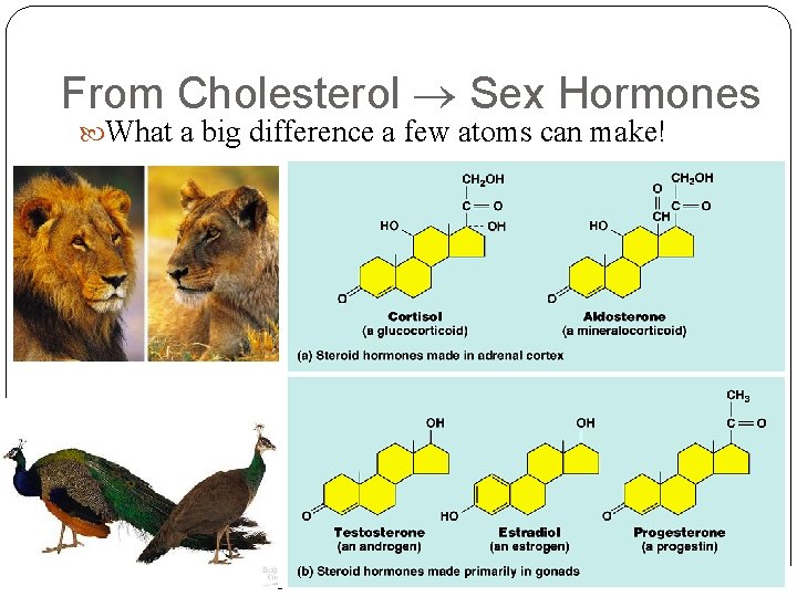 From Cholesterol Sex Hormones What a big difference a few atoms can make! AP