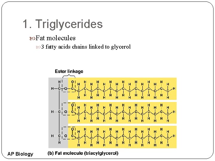 1. Triglycerides Fat molecules 3 fatty acids chains linked to glycerol AP Biology 