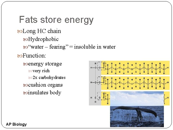Fats store energy Long HC chain Hydrophobic “water – fearing” = insoluble in water