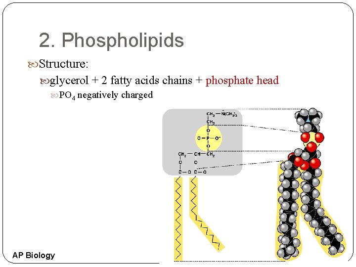 2. Phospholipids Structure: glycerol + 2 fatty acids chains + phosphate head PO 4