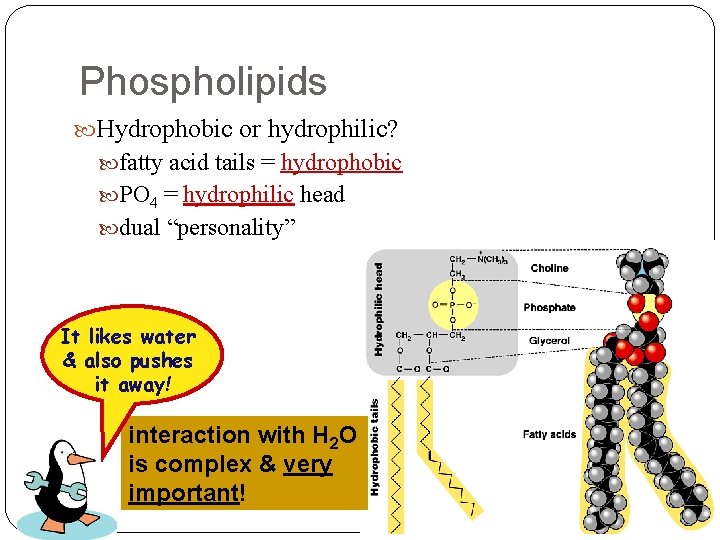 Phospholipids Hydrophobic or hydrophilic? fatty acid tails = hydrophobic PO 4 = hydrophilic head