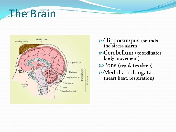 The Brain Hippocampus (sounds the stress alarm) Cerebellum (coordinates body movement) Pons (regulates sleep)