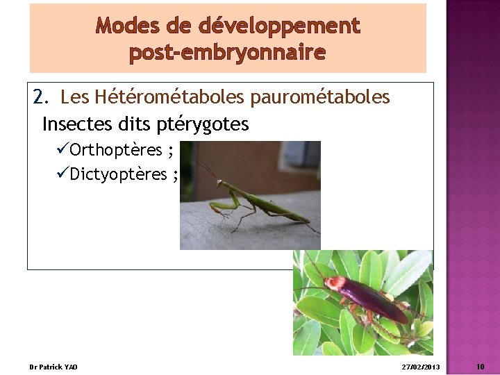 Modes de développement post-embryonnaire 2. Les Hétérométaboles paurométaboles Insectes dits ptérygotes üOrthoptères ; üDictyoptères