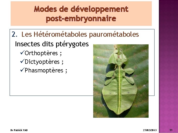 Modes de développement post-embryonnaire 2. Les Hétérométaboles paurométaboles Insectes dits ptérygotes üOrthoptères ; üDictyoptères