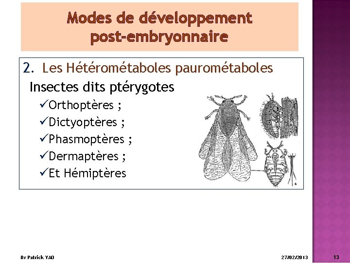 Modes de développement post-embryonnaire 2. Les Hétérométaboles paurométaboles Insectes dits ptérygotes üOrthoptères ; üDictyoptères