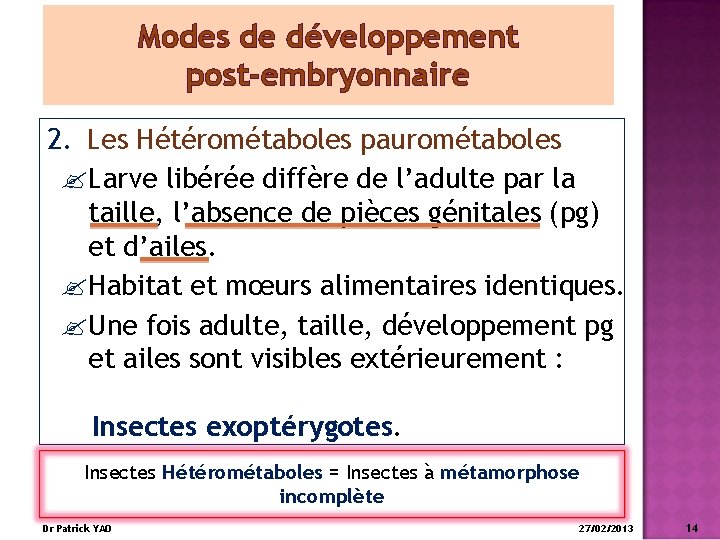 Modes de développement post-embryonnaire 2. Les Hétérométaboles paurométaboles Larve libérée diffère de l’adulte par