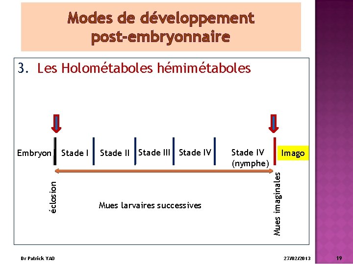 Modes de développement post-embryonnaire 3. Les Holométaboles hémimétaboles Dr Patrick YAO Stade III Stade