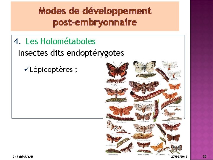 Modes de développement post-embryonnaire 4. Les Holométaboles Insectes dits endoptérygotes üLépidoptères ; Dr Patrick