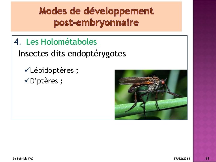 Modes de développement post-embryonnaire 4. Les Holométaboles Insectes dits endoptérygotes üLépidoptères ; üDiptères ;