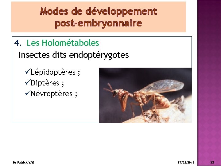 Modes de développement post-embryonnaire 4. Les Holométaboles Insectes dits endoptérygotes üLépidoptères ; üDiptères ;