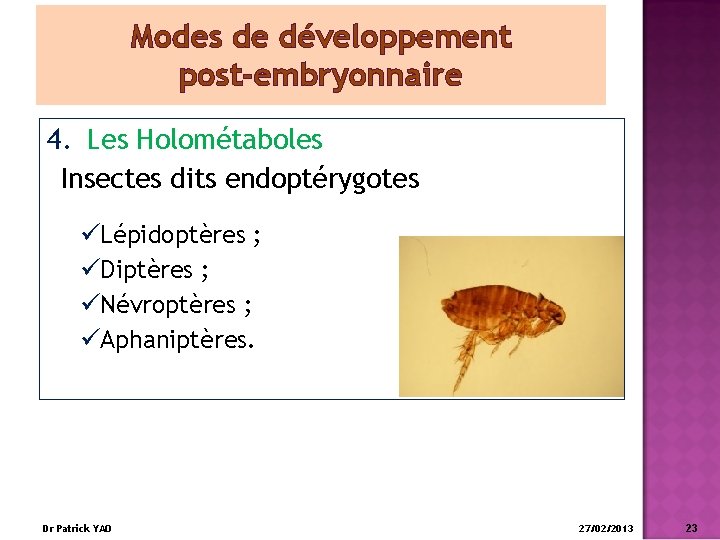 Modes de développement post-embryonnaire 4. Les Holométaboles Insectes dits endoptérygotes üLépidoptères ; üDiptères ;