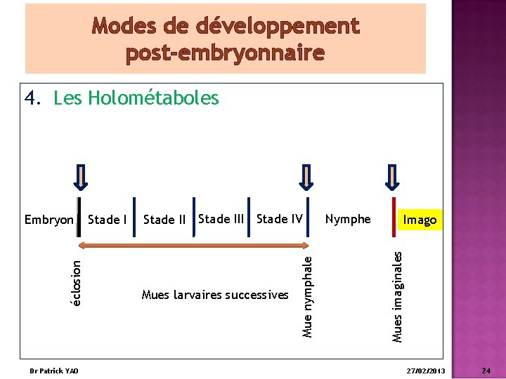 Modes de développement post-embryonnaire 4. Les Holométaboles Dr Patrick YAO Stade III Stade IV