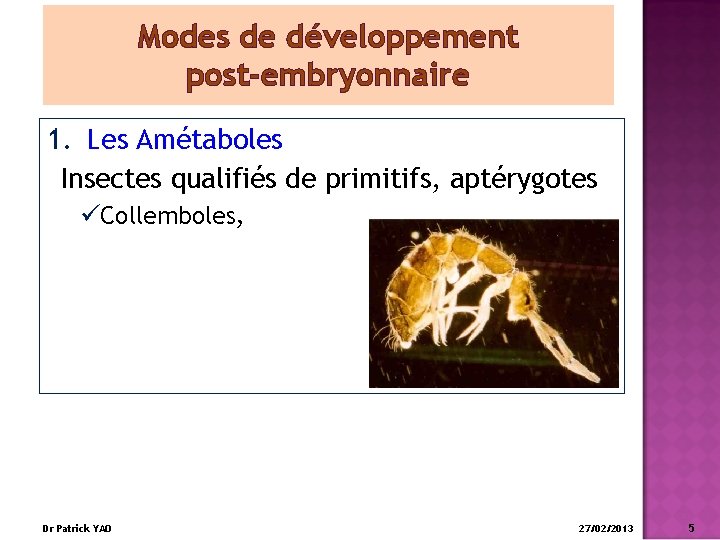 Modes de développement post-embryonnaire 1. Les Amétaboles Insectes qualifiés de primitifs, aptérygotes üCollemboles, Dr