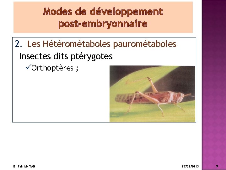Modes de développement post-embryonnaire 2. Les Hétérométaboles paurométaboles Insectes dits ptérygotes üOrthoptères ; Dr