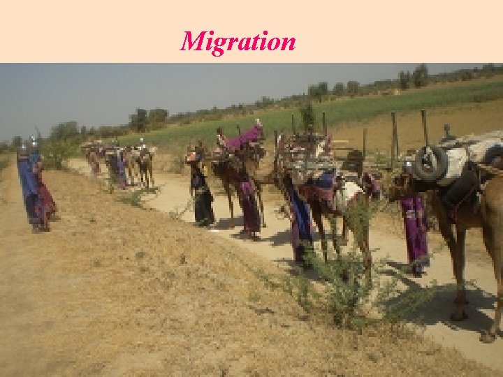 Migration 