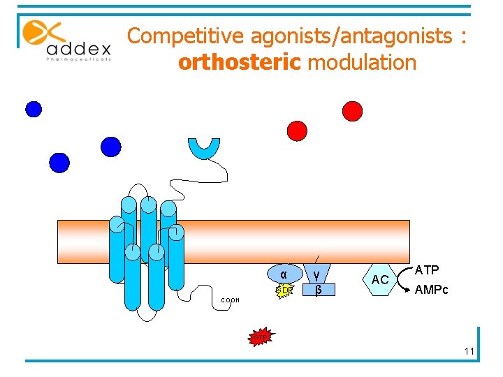 Competitive agonists/antagonists : orthosteric modulation α GDP COOH γ β AC ATP AMPc GTP