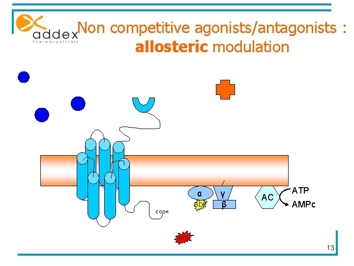 Non competitive agonists/antagonists : allosteric modulation α GDP COOH γ β AC ATP AMPc