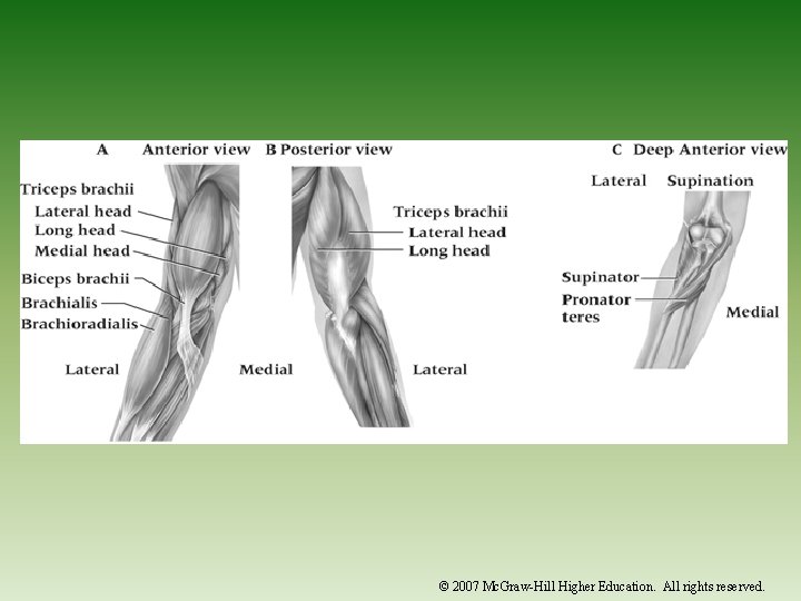 © 2007 Mc. Graw-Hill Higher Education. All rights reserved. 