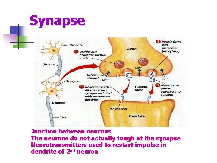 Synapse Junction between neurons The neurons do not actually tough at the synapse Neurotransmitters