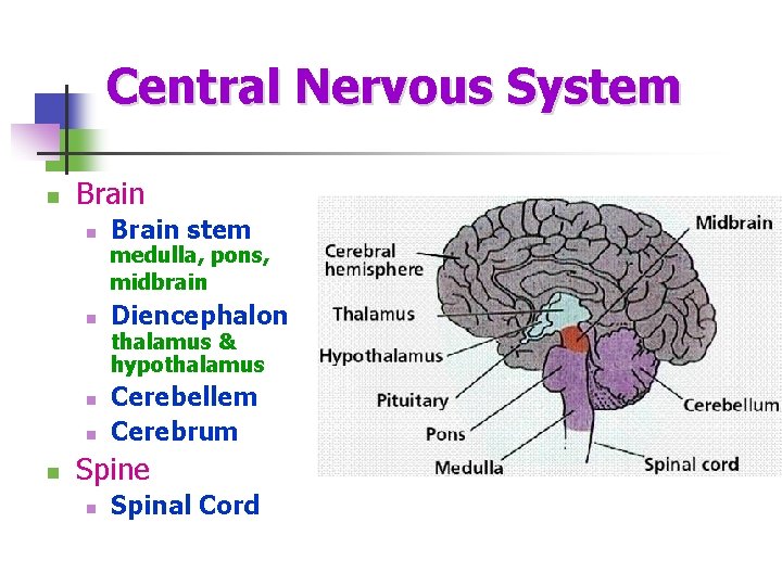 Central Nervous System n Brain stem n Diencephalon n n n medulla, pons, midbrain