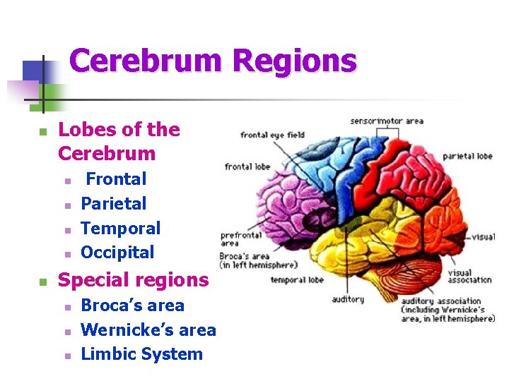 Cerebrum Regions n Lobes of the Cerebrum n n n Frontal Parietal Temporal Occipital