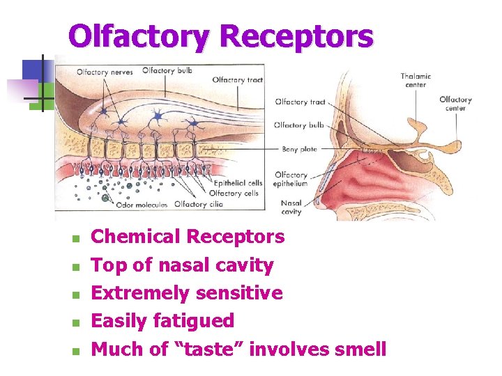 Olfactory Receptors n n n Chemical Receptors Top of nasal cavity Extremely sensitive Easily