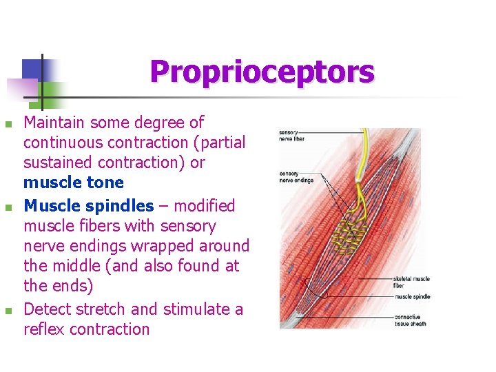Proprioceptors n n n Maintain some degree of continuous contraction (partial sustained contraction) or