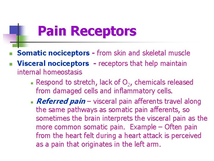 Pain Receptors n n Somatic nociceptors - from skin and skeletal muscle Visceral nociceptors