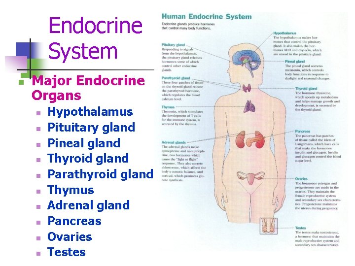 Endocrine System n Major Endocrine Organs n n n n n Hypothalamus Pituitary gland
