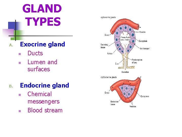  GLAND TYPES A. B. Exocrine gland n Ducts n Lumen and surfaces Endocrine