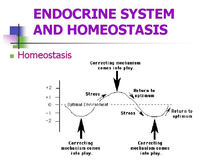 ENDOCRINE SYSTEM AND HOMEOSTASIS n Homeostasis 