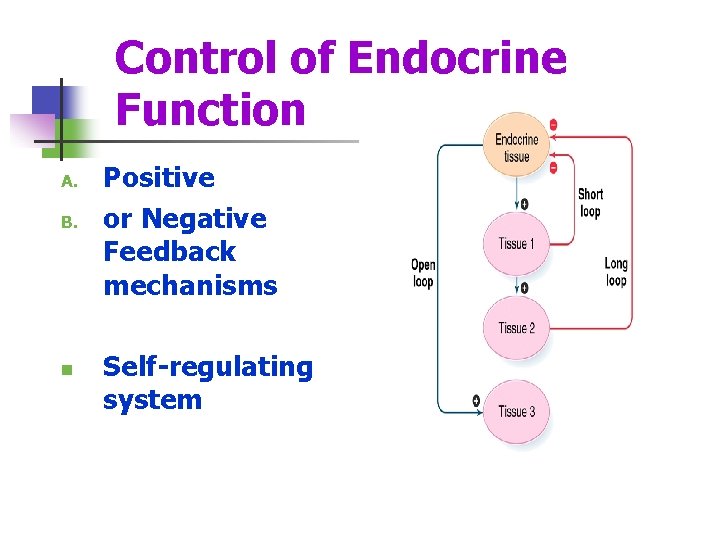 Control of Endocrine Function A. B. n Positive or Negative Feedback mechanisms Self-regulating system