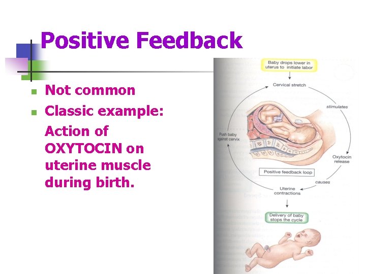 Positive Feedback n n Not common Classic example: Action of OXYTOCIN on uterine muscle