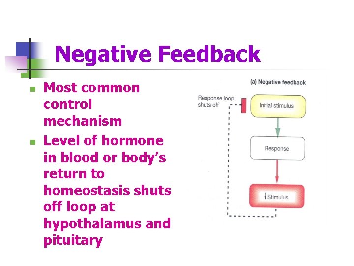  Negative Feedback n n Most common control mechanism Level of hormone in blood