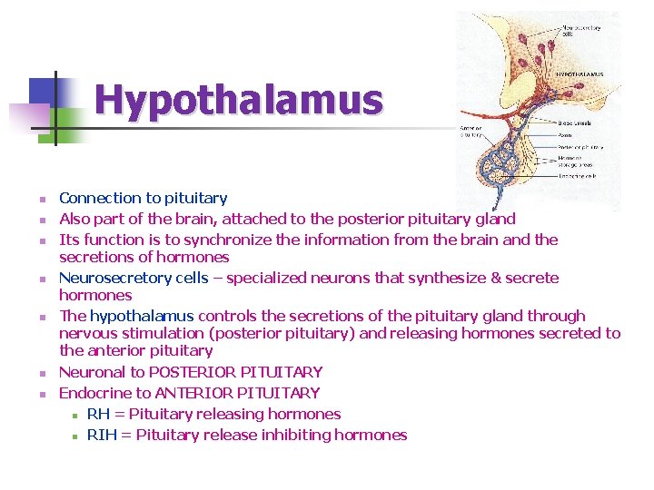 Hypothalamus n n n n Connection to pituitary Also part of the brain, attached