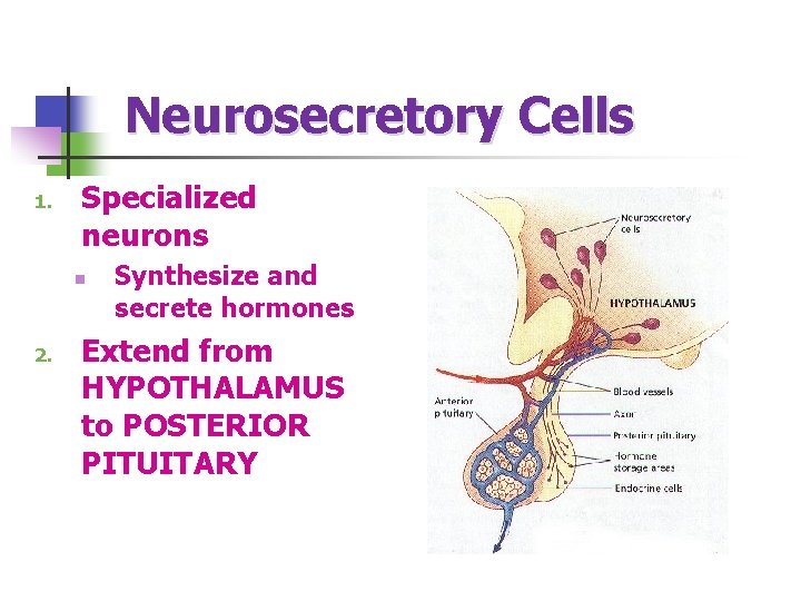  Neurosecretory Cells 1. Specialized neurons n 2. Synthesize and secrete hormones Extend from
