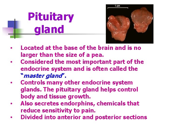  Pituitary gland • • • Located at the base of the brain and